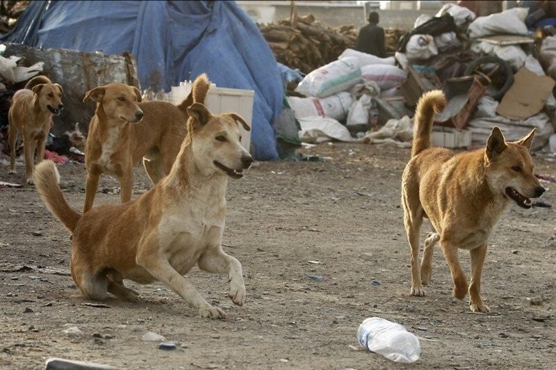 مرگ کودک ۱۰ ساله بر اثر ابتلا به هاری در مشهد