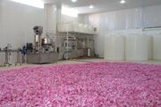 ایجاد بزرگ‌ترین خط تولید اسانس گل محمدی در کشور