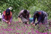 رتبه نخست خوزستان در تولید گیاهان دارویی کشور