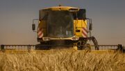 گزارش تصویری | خوشه‌های گندم در مزارع امام حسین(ع)