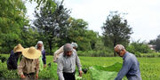 خرید ۳۱ هزار و ۱۷۷ تُن برگ سبز چای از چایکاران شمال کشور