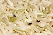 راه‌های خلاص شدن از شر شپشک برنج