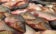 قیمت انواع ماهی امروز ۲۳ تیر ۱۴۰۳ اعلام شد+ جدول