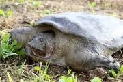 سوپ لاک‌پشت به قیمت انقراض جانور نادر ایران!