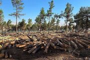 واکنش شهرداری به قطع درختان و ساخت و ساز در سرخه حصار