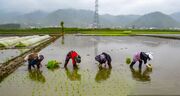 تصاویر| نشاء برنج در شالیزارهای گیلان