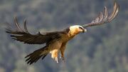 فیلم| آشیانه عقاب در کوهستان زاگرس در ایلام
