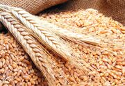 ریاض مناقصه واردات 595 هزار تن گندم را راه اندازی کرد