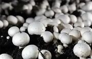توليد سالانه بيش از يک هزار تن قارچ دکمه اي در شهرستان بستان آباد