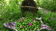 رتبه دوم آذربايجان شرقي در توليد گوجه سبز در کشور