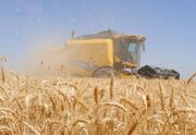 خريد بيش از 22 هزار تن گندم مازاد کشاورزان در شهرستان گچساران