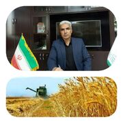 خريد تضميني گندم شبکه تعاون روستايي استان کردستان از مرز 230 تن گذشت