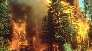 آتش بار دیگر در بخشی از جنگل‌های باشت شعله‌ور شد