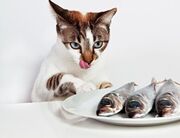 سرقت زیرکانه یک گربه از ماهیگیران در کمال خونسردی (فیلم)