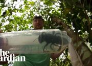 کشف بزرگترین زنبور جهان (فیلم)