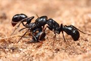 مورچه هایی که به هیچ چیز رحم نمی کنند حتی انسان ! (فیلم)