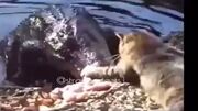 حمله باورنکردنی یک گربه به تمساح برای تصاحب غذا ! (فیلم)