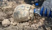 سیراب کردن لاک‌پشت نجات یافته از آتش مریوان (فیلم)