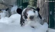 حمام کف یک خرس سیاه ۱۰ ساله (فیلم)
