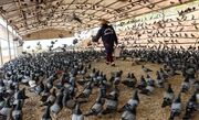 مزرعه پرورش کبوتر در چین ؛ فرایند فرآوری گوشت کبوتر در یک کارگاه سنتی (فیلم)