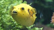 تصاویر دیدنی از ماهی کمیاب لیمویی فوگو (فیلم)