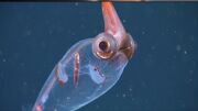 کشف یک ماهی مرکب عجیب در اعماق آب‌ ها (+عکس)