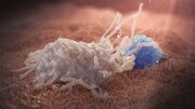 تصاویری از مبارزه گلبول سفید با یک سلول سرطانی (فیلم)