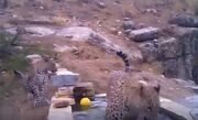 آب‌تنی پلنگ‌های ایرانی در پارک ملی تندوره (فیلم)