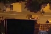 جولان شیر فراری در خیابان‌ های پایتخت ایتالیا (فیلم)