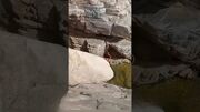 کشف یک مار غول پیکر در کوه های فیفا عربستان (فیلم)