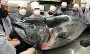 مهارت استاد کره ای در برش زدن ماهی تن 300 کیلوگرمی و طبخ غذا با آن (فیلم)