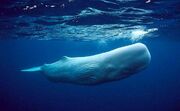 لحظاتی عجیب از خوابیدن نهنگ‌های غول‌پیکر در آب (فیلم)