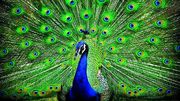 زیباترین طاووس های جهان که شاید تا حالا ندیده باشید (فیلم)