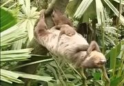 روش عجیب خوابیدن تنبل روی درخت (فیلم)