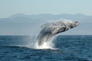 استخوان نهنگ های مرده در اقیانوس خوراک این موجودات می شوند (فیلم)