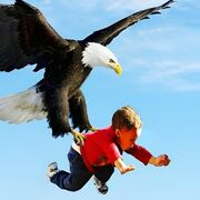 بچه ها را در طبیعت تنها نگذارید ؛ ممکن است شکار عقاب شوند (فیلم)