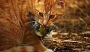 مهارت دیدنی گربه‌ ها در شکار پرندگان (فیلم)