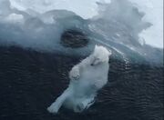 بازیگوشی بامزه خرس سفید قطبی در آب یخ زده (فیلم)
