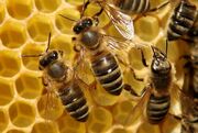 تکنیک مهندسی‌شده زنبور‌های عسل برای کاهش دمای هوای کندو (فیلم)