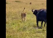 لحظه شکار بچه گاومیش توسط شیرهای ماده (فیلم)