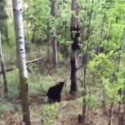 وقتی پای فرار در میان باشد/ سرعت باورنکردنی 2 خرس سیاه در بالا رفتن از درخت (فیلم)