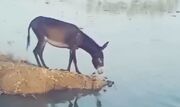 الاغ ساده لوح به رودخانه ای پر از کروکودیل می پرد (فیلم)