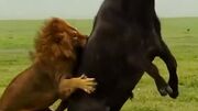 ببینید وقتی شیر نر به شکار می‌رود چقدر ماجرا فرق می‌کند (فیلم)