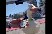 حضور بامزه یک اردک در دو ماراتن (فیلم)