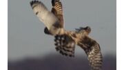 ببینید یک عقاب چطور در آسمان ماهرانه شکار یک جغد را از او می‌قاپد (فیلم)