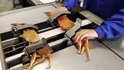 کنسرو خرچنگ چگونه در کارخانه تولید می شود (فیلم)