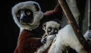 تولد یک شیفاک کاکرل منحصربه فردترین حیوان ماداگاسکار (فیلم)