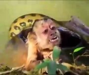 زجه‌های دلخراش میمون نگون‌ بخت برای نجات از دست مار (فیلم)