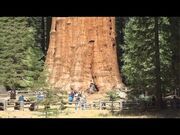 عظیم‌ترین درخت‌های روی کره زمین را بشناسید (فیلم)