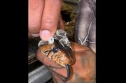 پوست اندازی یک مار در دست انسان (فیلم)